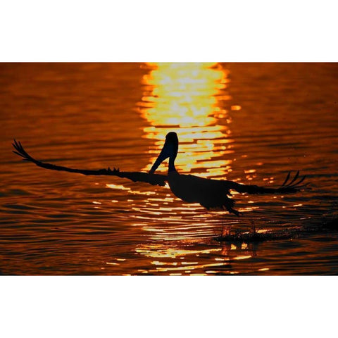 CA, Bolsa Chica Lagoon Brown pelican takes off Black Modern Wood Framed Art Print by Morris, Arthur