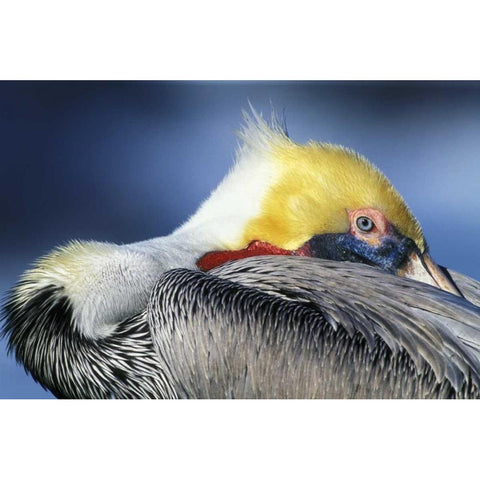 CA, La Jolla Brown pelican resting and watchful Black Modern Wood Framed Art Print by Morris, Arthur
