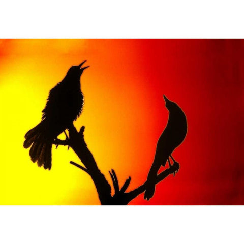 CA, Salton Sea NWR Great-tailed grackles White Modern Wood Framed Art Print by Morris, Arthur