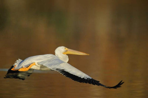 CA, Santee Lakes Park White pelican in flight White Modern Wood Framed Art Print with Double Matting by Morris, Arthur