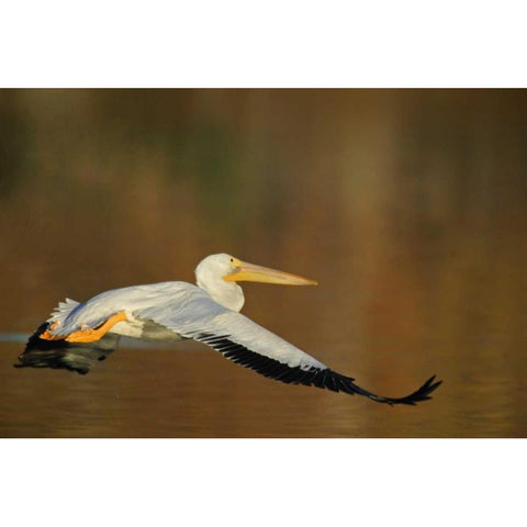 CA, Santee Lakes Park White pelican in flight Black Modern Wood Framed Art Print by Morris, Arthur