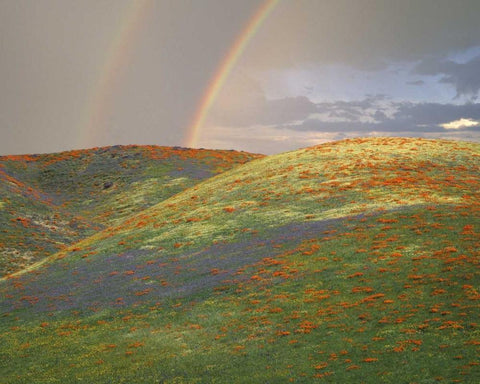 CA Hills with wildflowers and a double rainbow Black Ornate Wood Framed Art Print with Double Matting by Zuckerman, Jim