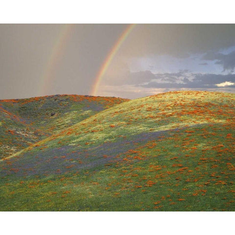 CA Hills with wildflowers and a double rainbow Gold Ornate Wood Framed Art Print with Double Matting by Zuckerman, Jim