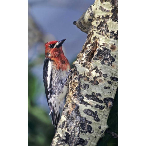 CA, Eastern Sierras, Male red-breasted sapsucker Black Modern Wood Framed Art Print by Welling, Dave