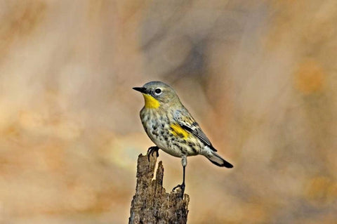CA, Los Angeles Male yellow-rumped warbler White Modern Wood Framed Art Print with Double Matting by Welling, Dave