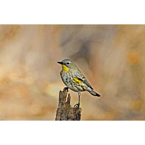 CA, Los Angeles Male yellow-rumped warbler Black Modern Wood Framed Art Print with Double Matting by Welling, Dave