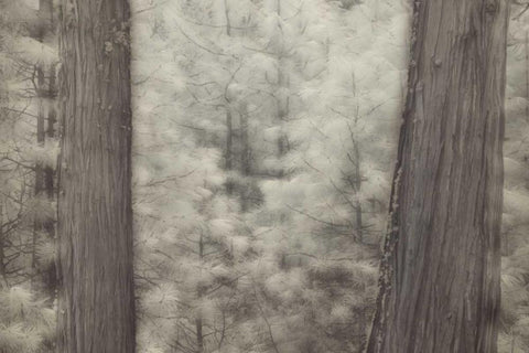 CA, Yosemite Pine trees in a snowstorm White Modern Wood Framed Art Print with Double Matting by Anon, Josh