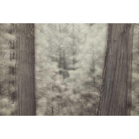 CA, Yosemite Pine trees in a snowstorm Black Modern Wood Framed Art Print with Double Matting by Anon, Josh