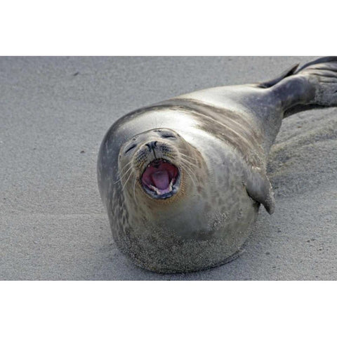 CA, San Diego Co Harbor seal yawning on beach Black Modern Wood Framed Art Print by Illg, Cathy and Gordon