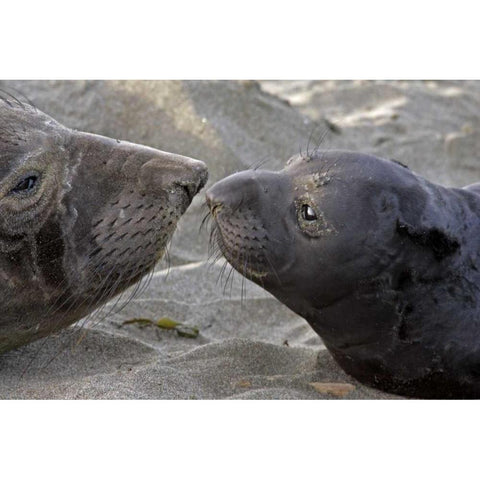 CA, Northern elephant seal and pup greeting Black Modern Wood Framed Art Print by Illg, Cathy and Gordon