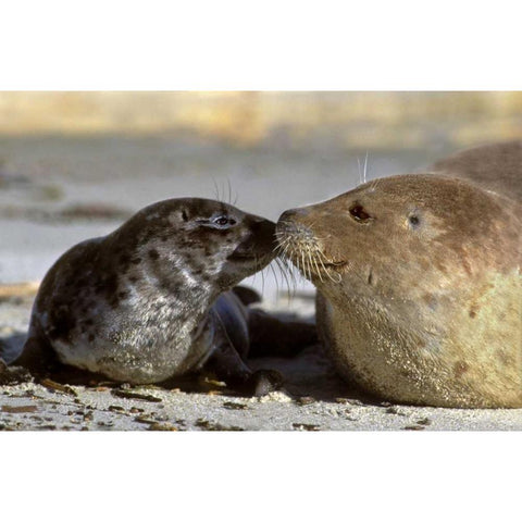 CA, La Jolla Wild harbor seal mother and pup Black Modern Wood Framed Art Print by Welling, Dave