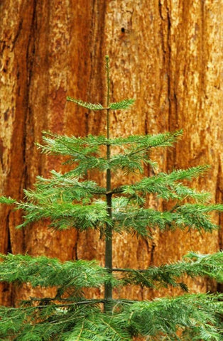 CA, Yosemite Sequoia tree in the Mariposa Grove Black Ornate Wood Framed Art Print with Double Matting by Flaherty, Dennis