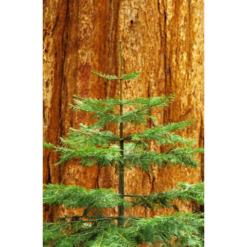 CA, Yosemite Sequoia tree in the Mariposa Grove Gold Ornate Wood Framed Art Print with Double Matting by Flaherty, Dennis