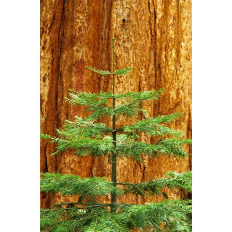 CA, Yosemite Sequoia tree in the Mariposa Grove Black Modern Wood Framed Art Print with Double Matting by Flaherty, Dennis