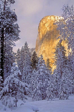 California, Yosemite El Capitan lit by sunlight Black Ornate Wood Framed Art Print with Double Matting by Welling, Dave