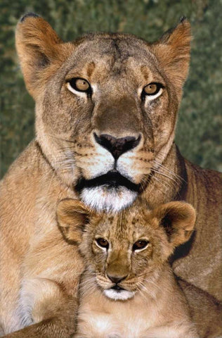 CA, Los Angeles, African lioness mother and cub Black Ornate Wood Framed Art Print with Double Matting by Welling, Dave