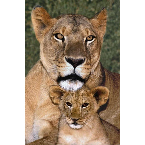 CA, Los Angeles, African lioness mother and cub Black Modern Wood Framed Art Print by Welling, Dave