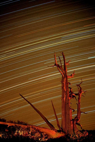 CA, Inyo NF, White Mts Star trails over pine Black Ornate Wood Framed Art Print with Double Matting by Welling, Dave