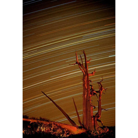 CA, Inyo NF, White Mts Star trails over pine Black Modern Wood Framed Art Print by Welling, Dave
