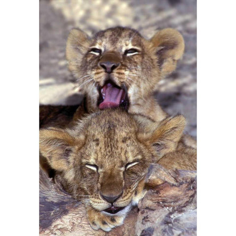 CA, Los Angeles Co, African lion cubs Black Modern Wood Framed Art Print by Welling, Dave