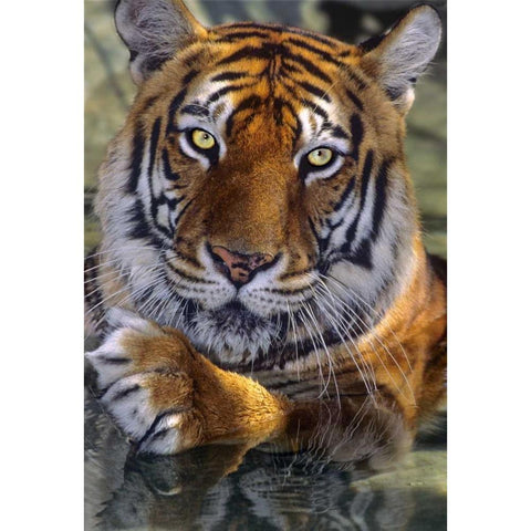 CA, Los Angeles Co, Bengal tiger in water Black Modern Wood Framed Art Print by Welling, Dave