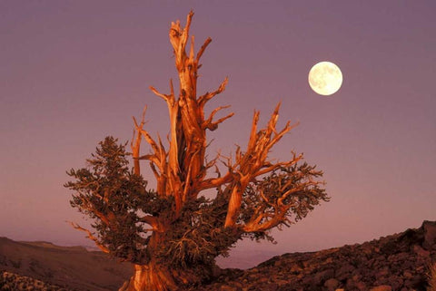 CA, Inyo NF, Full moon rising in Pine Forest White Modern Wood Framed Art Print with Double Matting by Welling, Dave
