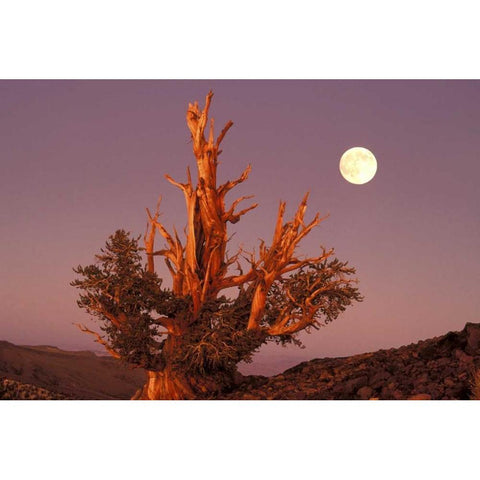 CA, Inyo NF, Full moon rising in Pine Forest Black Modern Wood Framed Art Print by Welling, Dave
