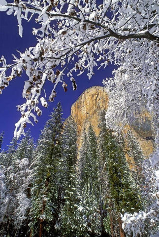 CA, Yosemite El Capitan framed by oaks in winter White Modern Wood Framed Art Print with Double Matting by Welling, Dave