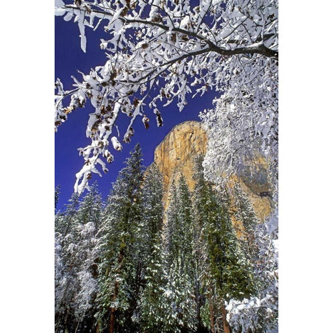 CA, Yosemite El Capitan framed by oaks in winter Black Modern Wood Framed Art Print with Double Matting by Welling, Dave