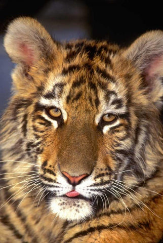 CA, Los Angeles Co, Portrait of Bengal tiger cub White Modern Wood Framed Art Print with Double Matting by Welling, Dave