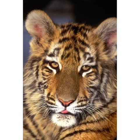 CA, Los Angeles Co, Portrait of Bengal tiger cub Black Modern Wood Framed Art Print by Welling, Dave
