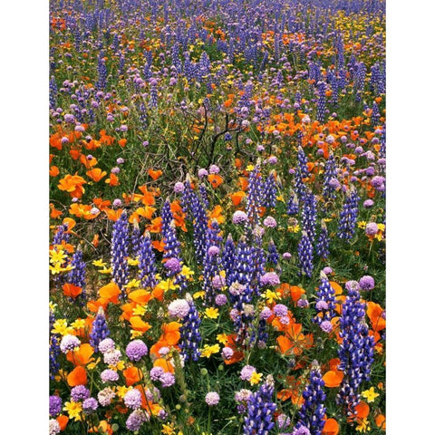 CA, Gorman Field of poppies and lupine flowers White Modern Wood Framed Art Print by Welling, Dave