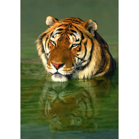 CA, Los Angeles Co, Bengal tiger in water Black Modern Wood Framed Art Print with Double Matting by Welling, Dave