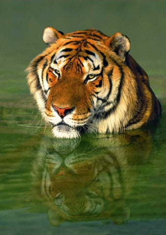 CA, Los Angeles Co, Bengal tiger in water White Modern Wood Framed Art Print with Double Matting by Welling, Dave