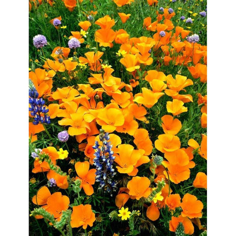 CA, Gorman Field of poppies and Lupines Black Modern Wood Framed Art Print by Welling, Dave