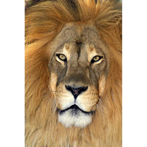 CA, Los Angeles Co, African lion Black Modern Wood Framed Art Print by Welling, Dave