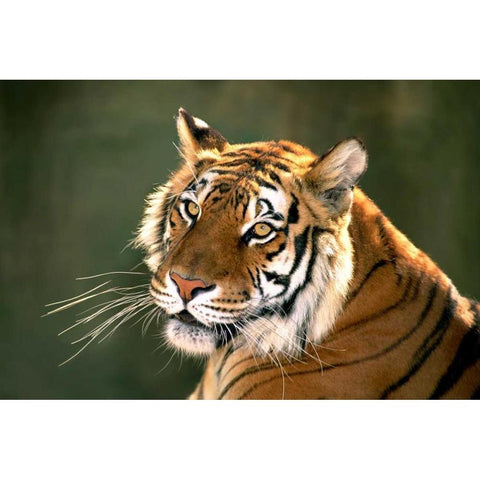 CA, Los Angeles Co, Portrait of Bengal tiger Gold Ornate Wood Framed Art Print with Double Matting by Welling, Dave