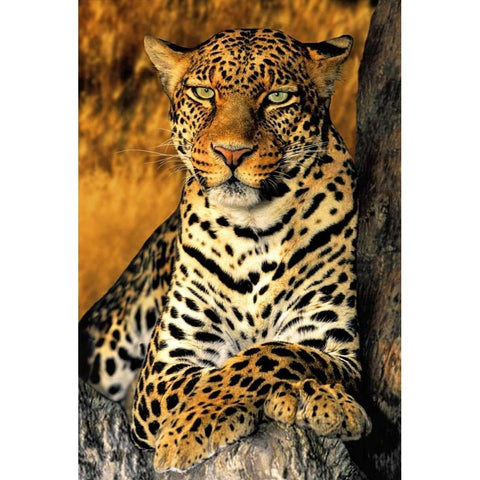 CA, Los Angeles Co, African leopard White Modern Wood Framed Art Print by Welling, Dave