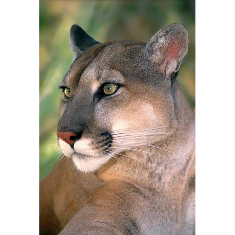 CA, Los Angeles Co, Portrait of mountain lion Black Modern Wood Framed Art Print with Double Matting by Welling, Dave