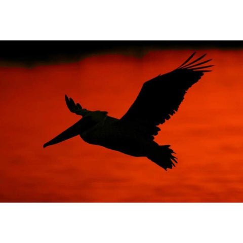 CA, Bolsa Chica Lagoon Brown pelican flying Black Modern Wood Framed Art Print by Morris, Arthur