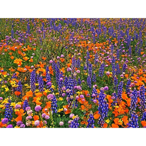 CA, Gorman Field of colorful flowers Black Modern Wood Framed Art Print by Welling, Dave