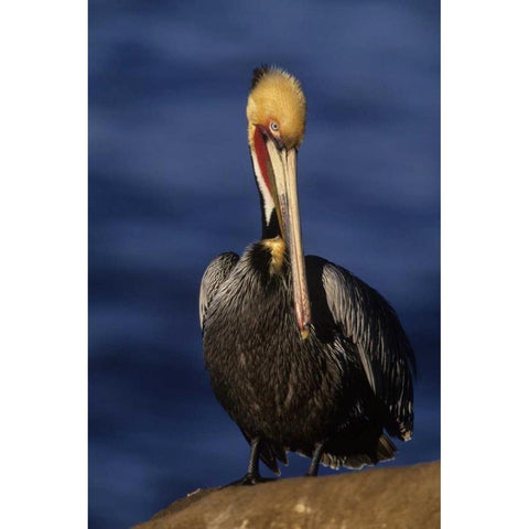 CA, La Jolla Beach California brown pelican Gold Ornate Wood Framed Art Print with Double Matting by Williams, Joanne