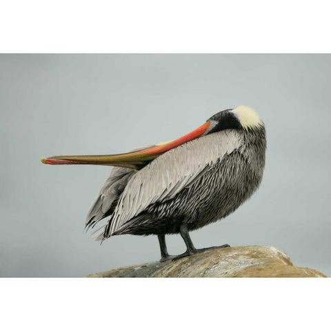 CA, La Jolla Brown pelican performs behavior Gold Ornate Wood Framed Art Print with Double Matting by Morris, Arthur