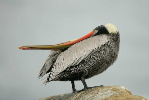 CA, La Jolla Brown pelican performs behavior Black Ornate Wood Framed Art Print with Double Matting by Morris, Arthur