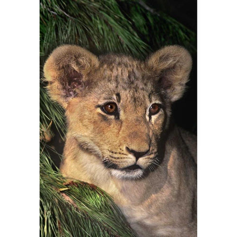 CA, Los Angeles Co, African lion cub Black Modern Wood Framed Art Print with Double Matting by Welling, Dave