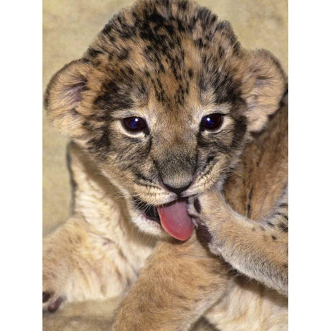 CA, Los Angeles Co, African lion cub playing White Modern Wood Framed Art Print by Welling, Dave