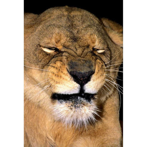 CA, Los Angeles Co, African lioness grimacing Black Modern Wood Framed Art Print by Welling, Dave