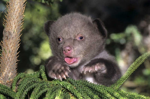 CA, Los Angeles Co, American black bear cub Black Ornate Wood Framed Art Print with Double Matting by Welling, Dave