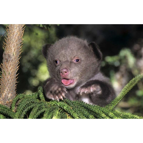 CA, Los Angeles Co, American black bear cub Gold Ornate Wood Framed Art Print with Double Matting by Welling, Dave