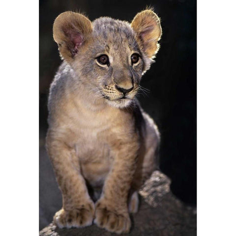 CA, Los Angeles Co, African lion cub on rock White Modern Wood Framed Art Print by Welling, Dave